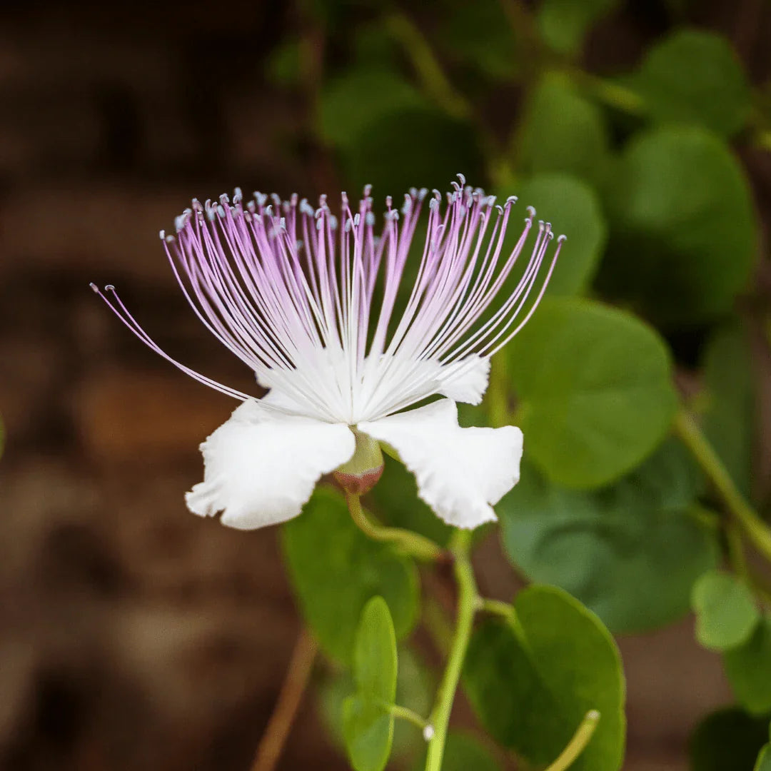 White Caper Bush Flower seeds for Planting Shade Tolerant, Heirloom & GMO Free Seeds for Home Garden vegetable and garden seeds