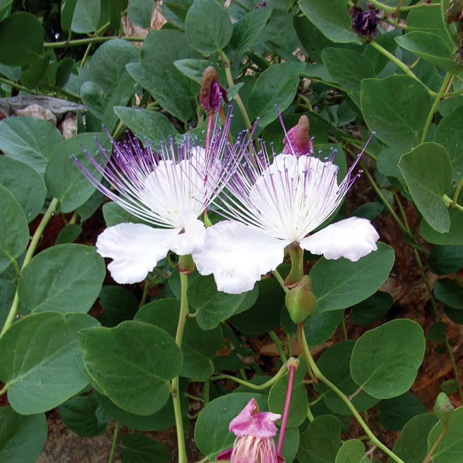 Caper Flower seeds for Planting Premium Quality, Heirloom & GMO Free Seeds for Home Garden vegetable and garden seeds