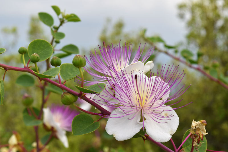Capparis Flower seeds for Planting, Seasonal Bloomer Heirloom & GMO Free Seeds for Home Garden