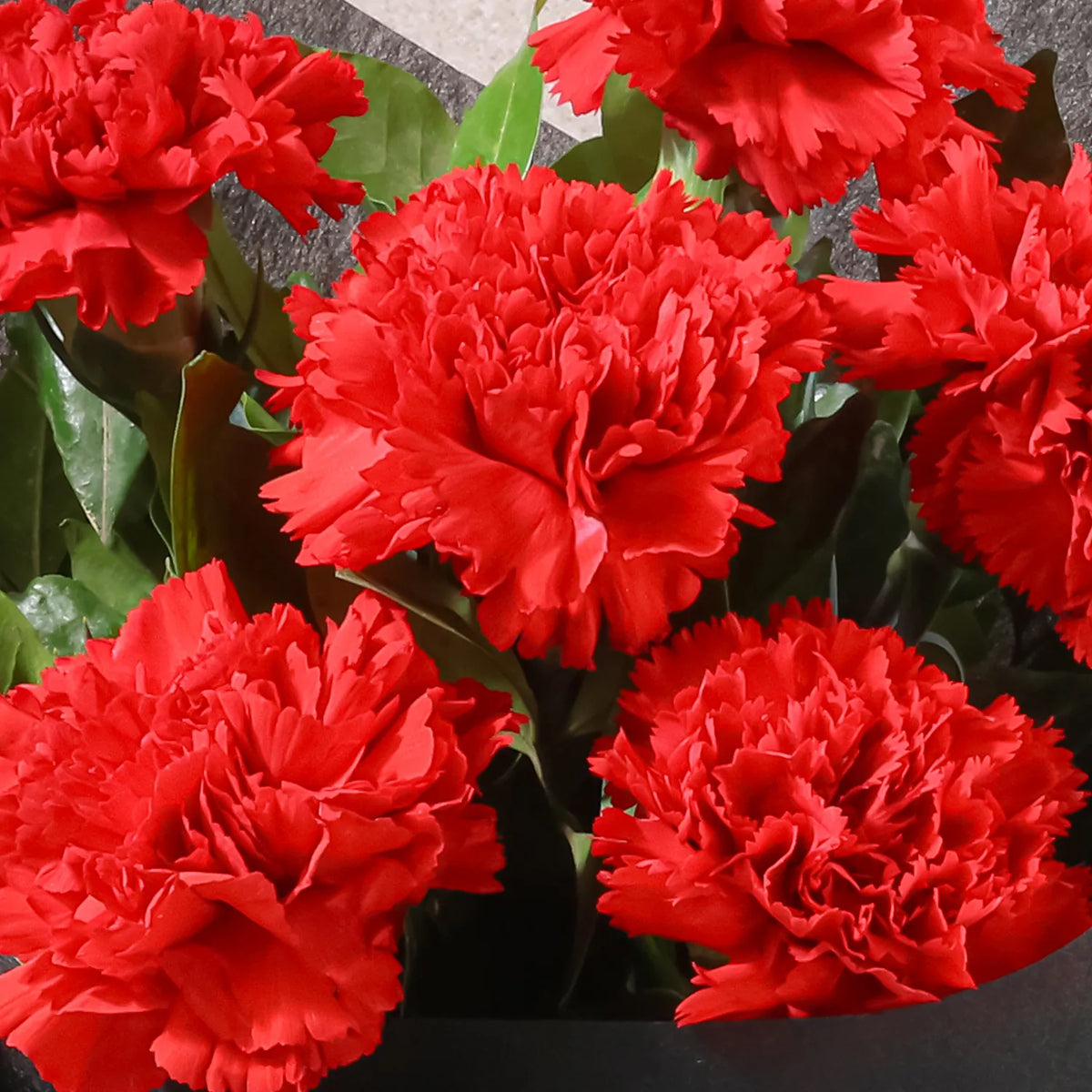 Carnation Red Flower seeds for Planting - Premium Quality, Heirloom & GMO Free Seeds for Home Garden