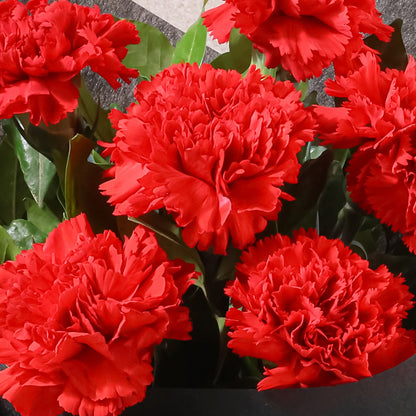 Carnation Red Flower seeds for Planting - Premium Quality, Heirloom & GMO Free Seeds for Home Garden