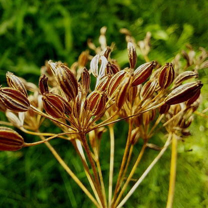 Caraway seeds producing white flowering umbels