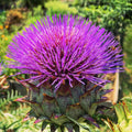 Violet Cardunculus Flower seeds for Planting Garden Favorite, Heirloom & GMO Free Seeds for Home Garden seeds for planting