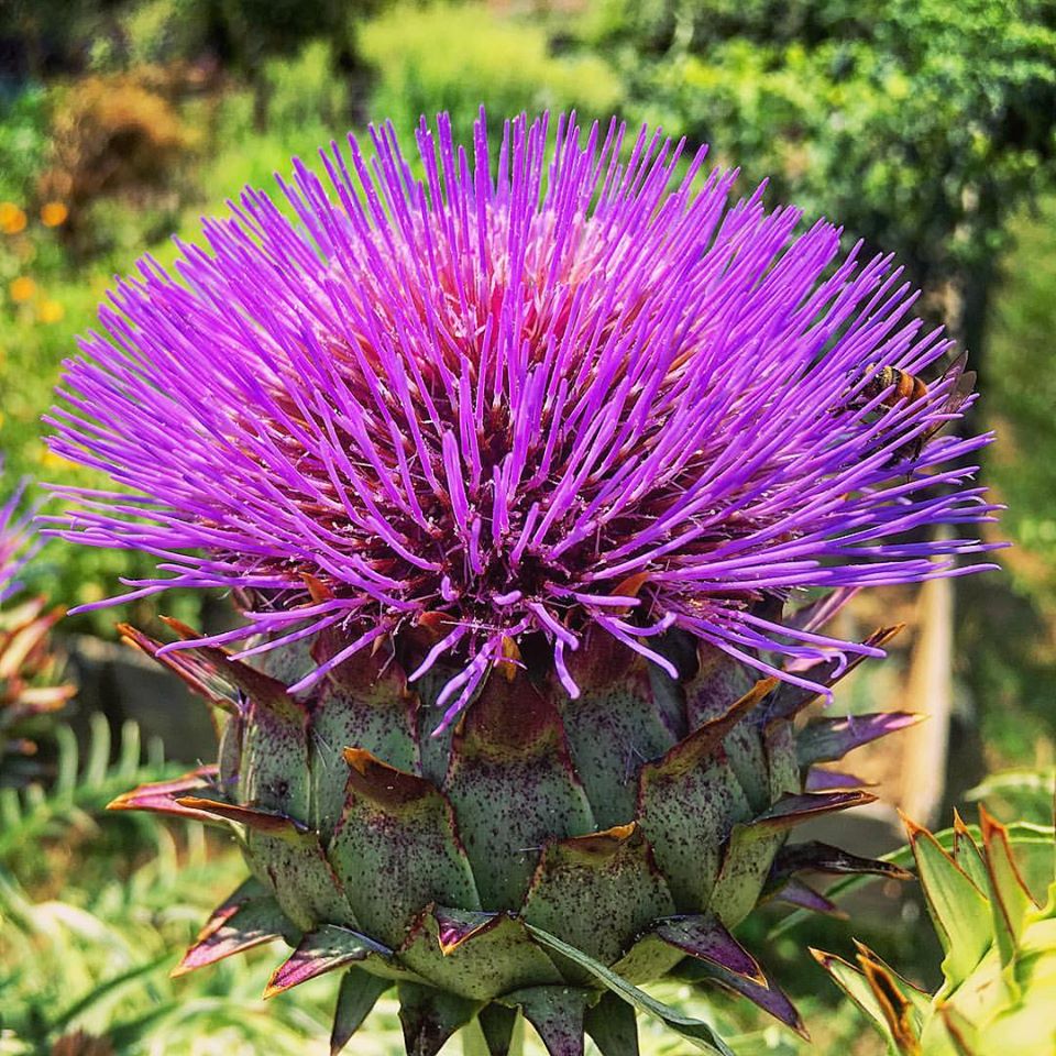 Violet Cardunculus Flower seeds for Planting Garden Favorite, Heirloom & GMO Free Seeds for Home Garden seeds for planting