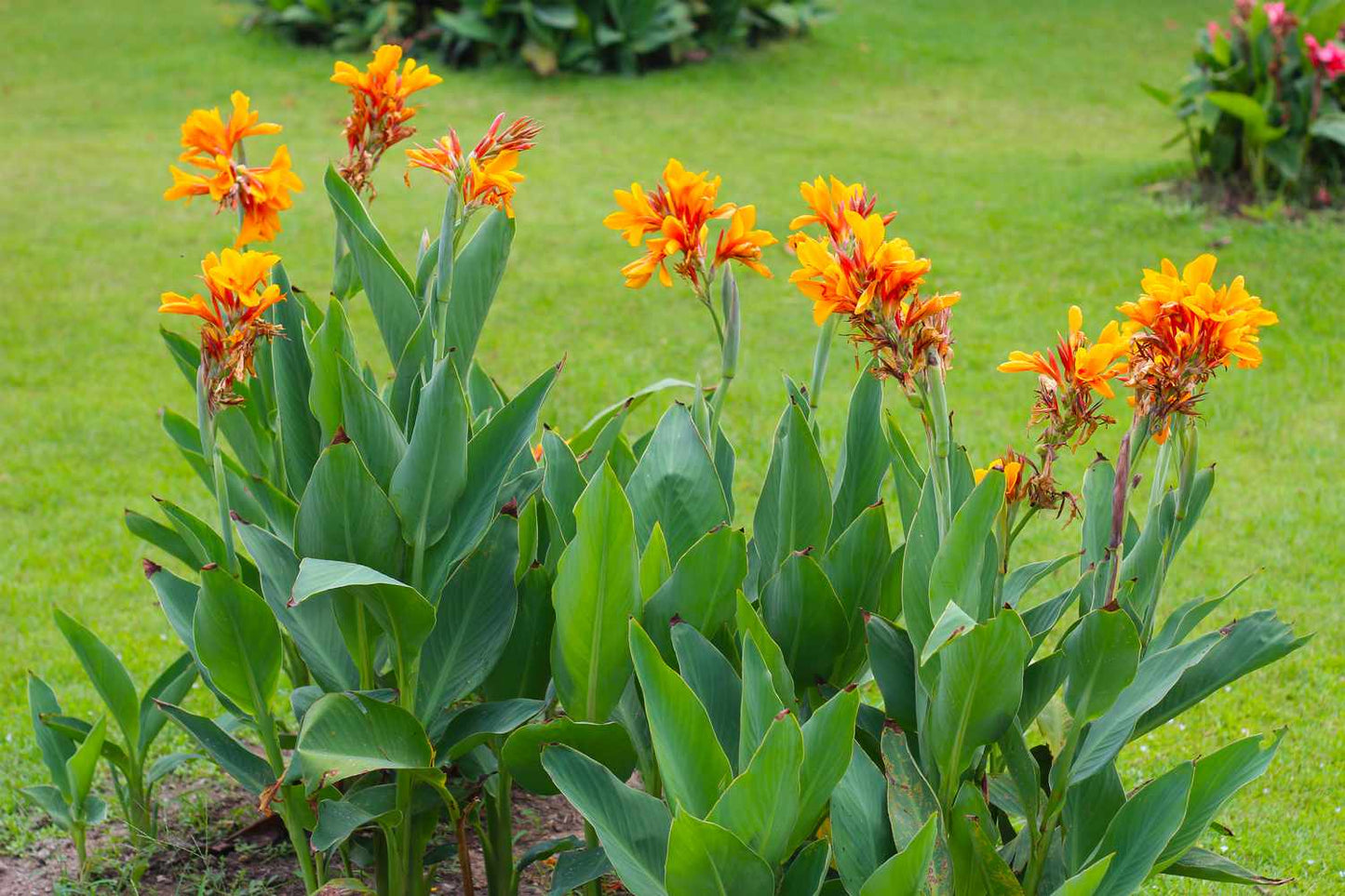 Perennial Canna Flower seeds for Planting Colorful Display Heirloom & GMO Free Seeds for Home Garden