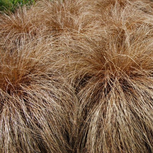 Carex Comans Ornamental Grass Seeds for Easy Planting