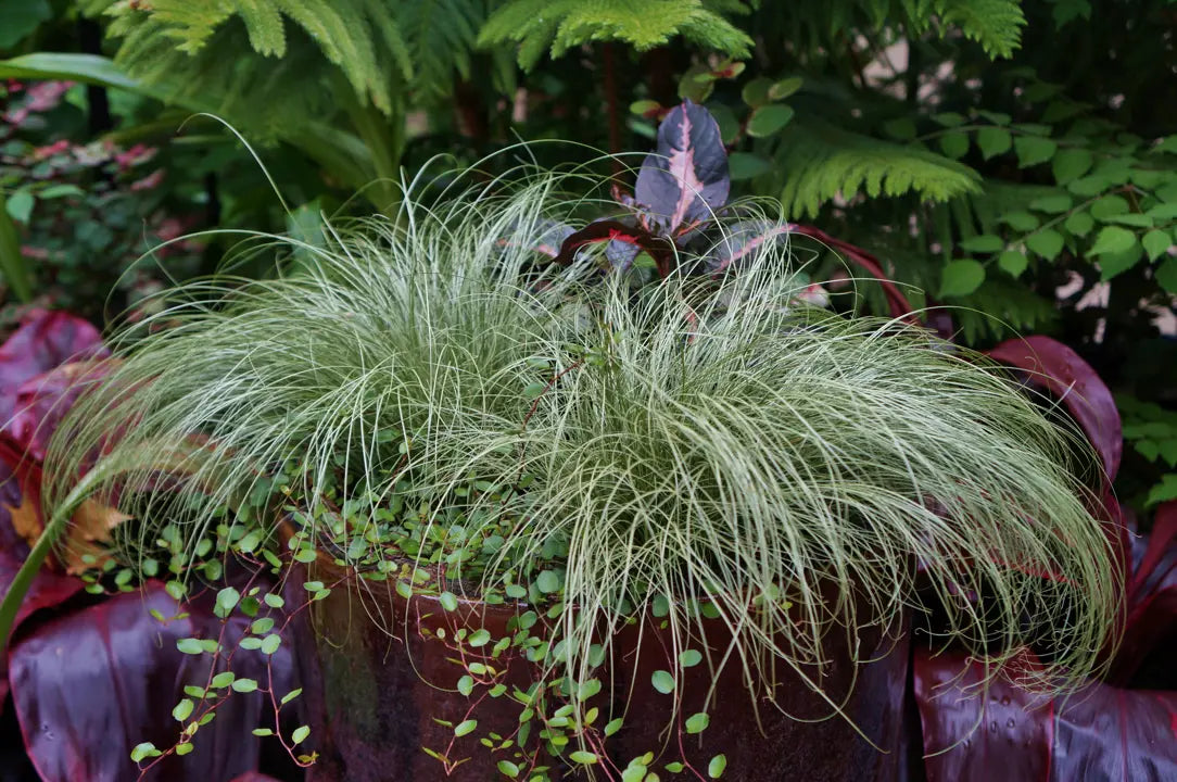 Carex Comans Flower seeds for Planting Easy to Grow, Heirloom & GMO Free Seeds for Home Garden vegetable and garden seeds