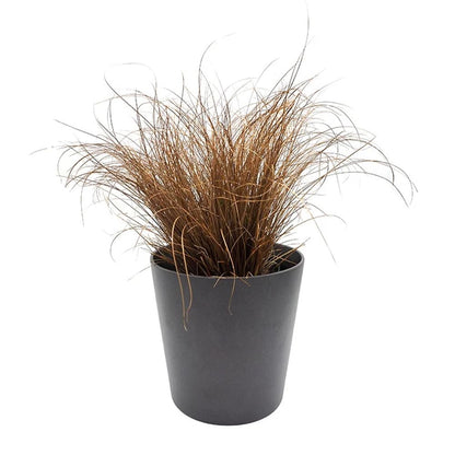 Young Carex Comans Seedlings Growing Indoors