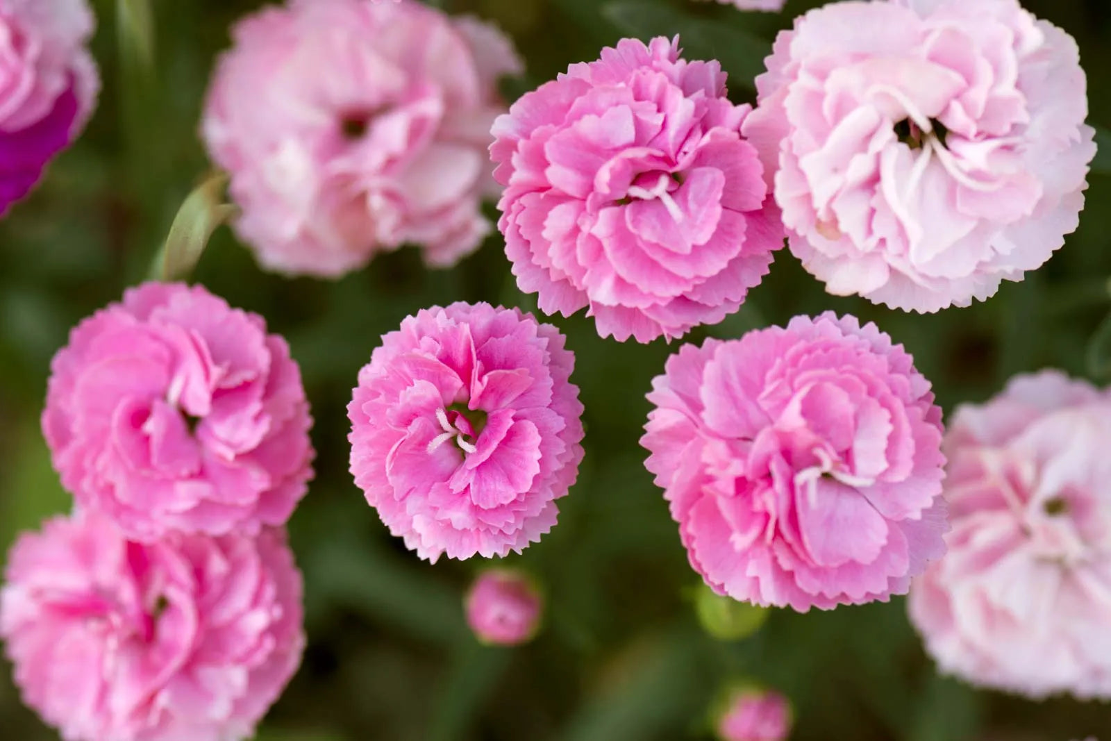 Premium Pink Carnation Flower seeds for Planting Garden Favorite, Heirloom & GMO Free Seeds for Home Garden seeds