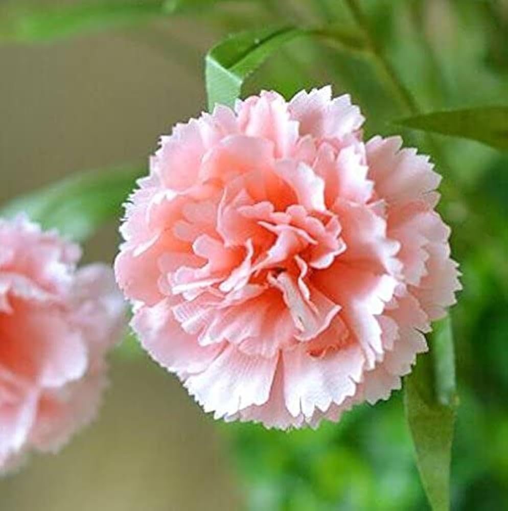 Pink Carnation Flowers Growing in Garden Beds