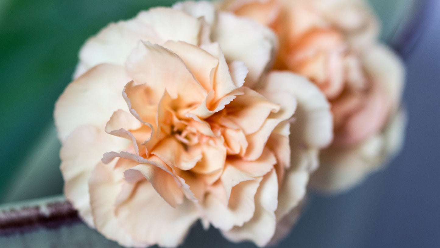 Peach Carnation Flowers in Garden Bed