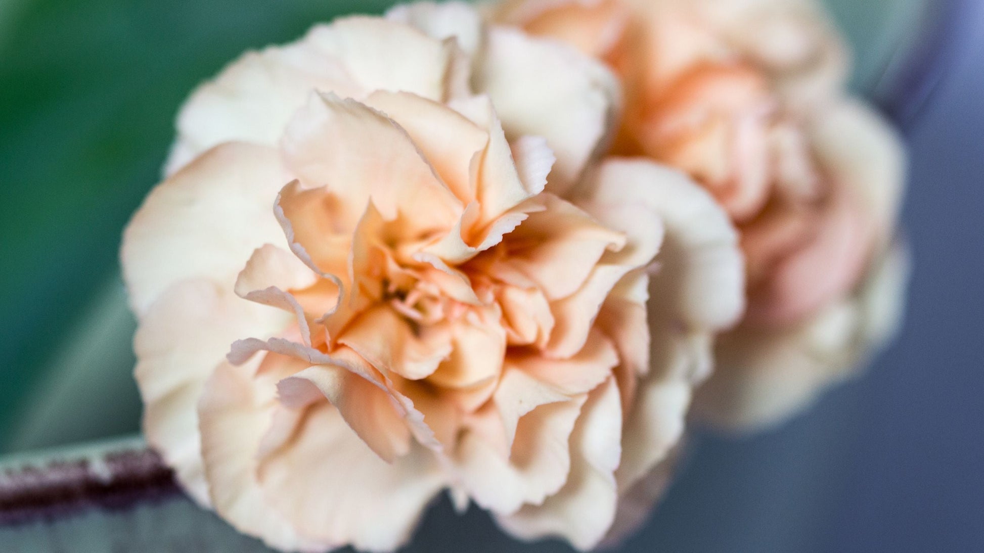 Peach Carnation Flowers in Garden Bed