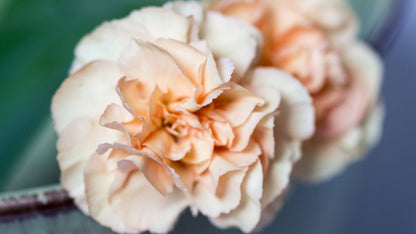 Peach Carnation Flowers in Garden Bed