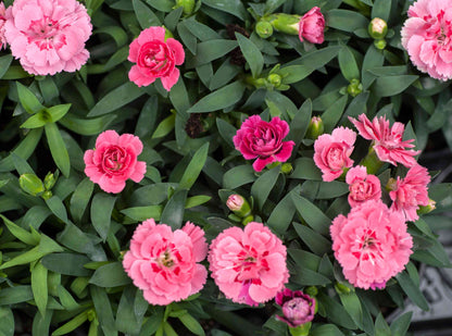 Carnation Perennial Flower seeds for Planting Low Maintenance Heirloom & GMO Free Seeds for Home Garden