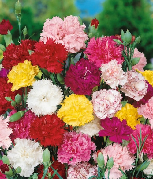 Premium Carnation Flower seeds for Planting Compact Growth, Heirloom & GMO Free Seeds for Home Garden seeds