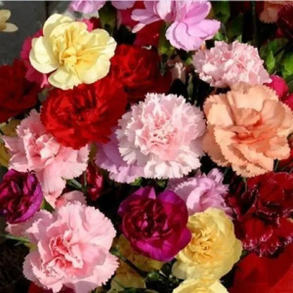 Heirloom Dianthus Caryophyllus Flower seeds for Planting Long Bloom Season Heirloom & GMO Free Seeds for Home Garden