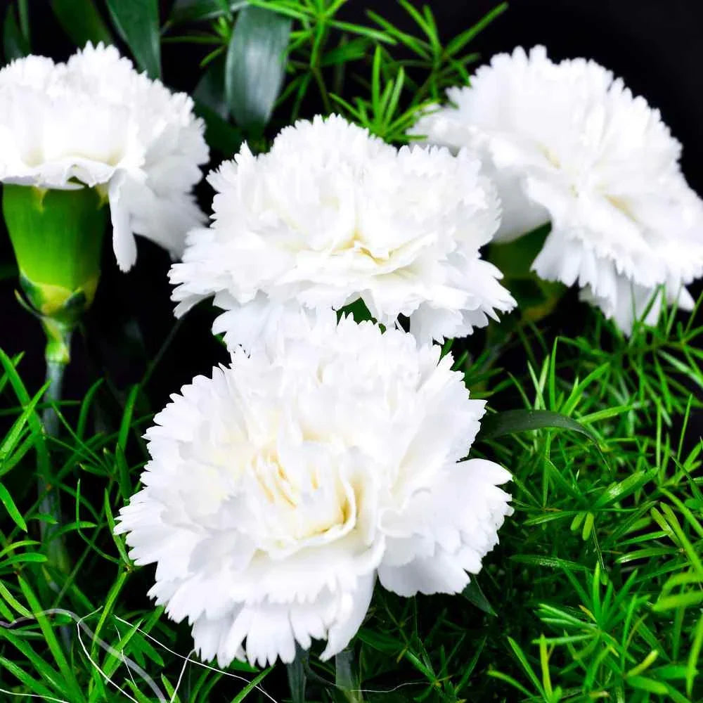 White Carnations Flower seeds for Planting Perfect for Borders Heirloom & GMO Free Seeds for Home Garden
