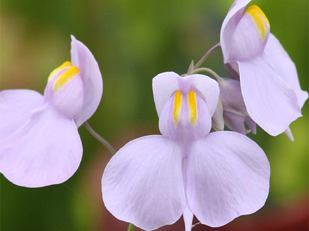 Violet Utricularia Flower seeds for Planting Wildflower Mix, Heirloom & GMO Free Seeds for Home Garden Sale vegetable and garden seeds