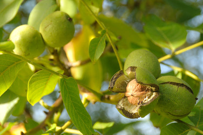Carpathian Walnut Seeds – Juglans regia Non-GMO Hardy Nut Tree