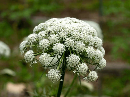 Carrot Flower seeds for Planting Compact Growth Heirloom & GMO Free Seeds for Home Garden
