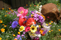 Mixed Cascade Flower seeds for Planting Vibrant Colors, Heirloom & GMO Free Seeds for Home Garden seeds for planting