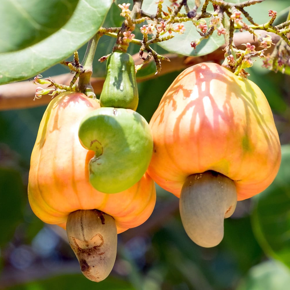 Cashew seedlings germination and planting guide