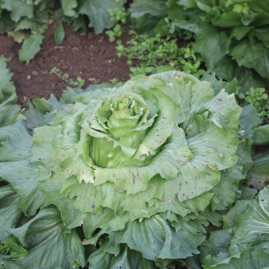 Castelfranco Radicchio Seeds for Planting
