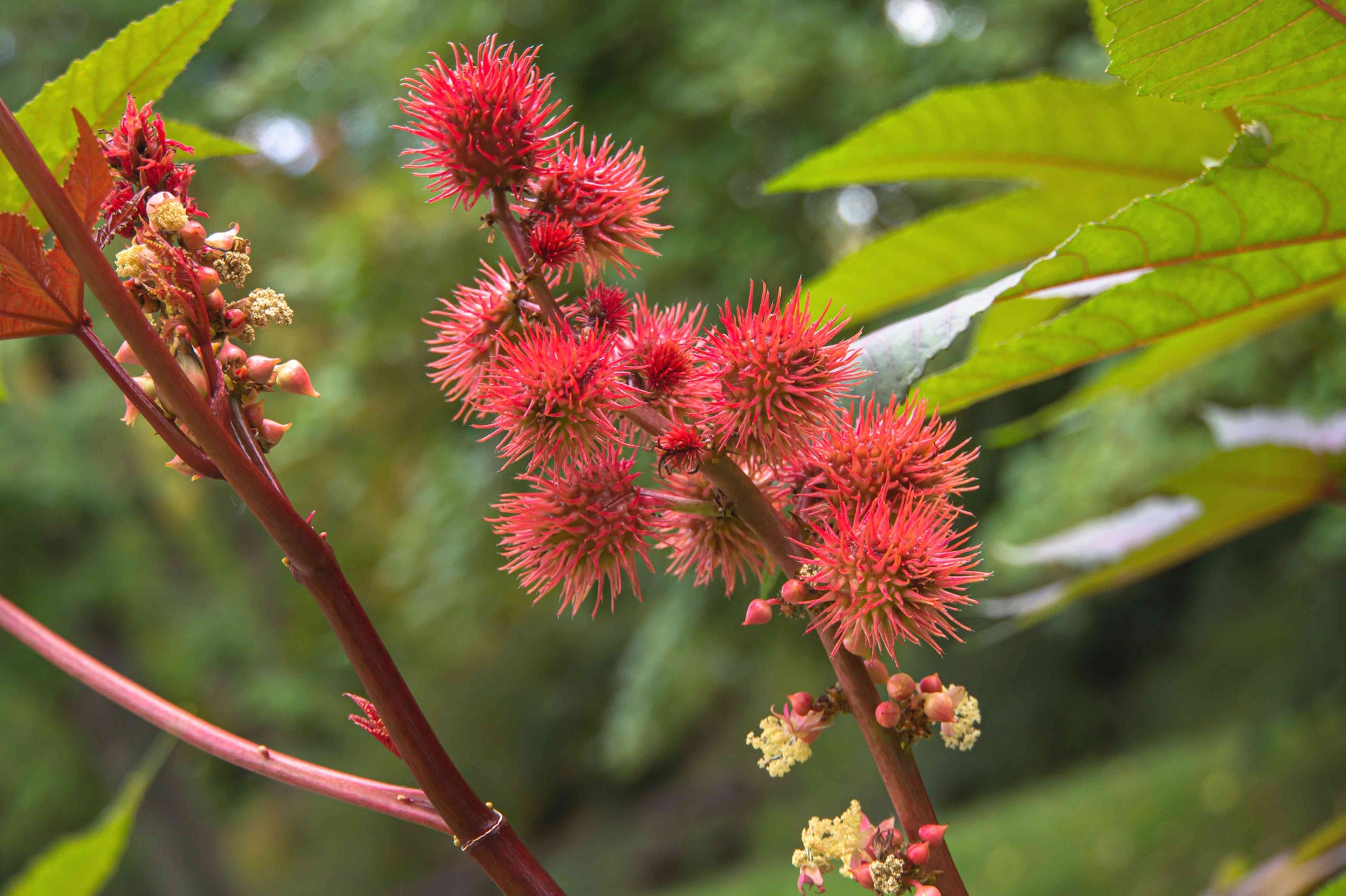 Bold Ricinus Plant Seeds For Easy Planting