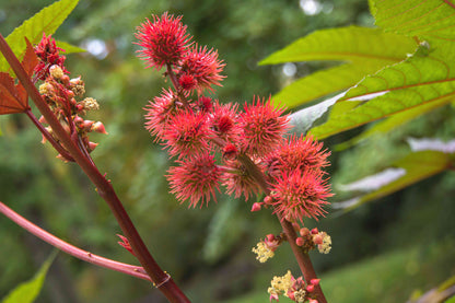 Bold Ricinus Plant Seeds For Easy Planting
