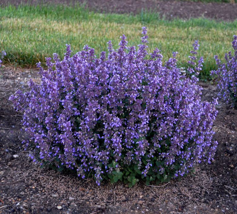 Catmint Flower seeds for Planting Seasonal Bloomer Heirloom & GMO Free Seeds for Home Garden