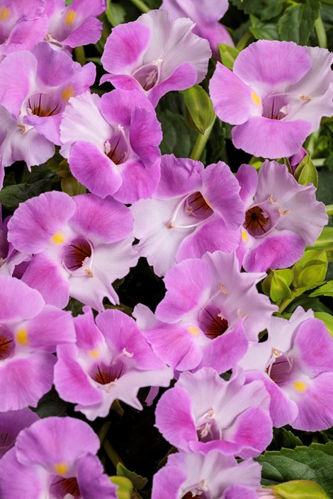 Mixed Wishbone Flower seeds for Planting Cottage Garden Essential, Heirloom & GMO Free Seeds for Home Garden seeds for planting