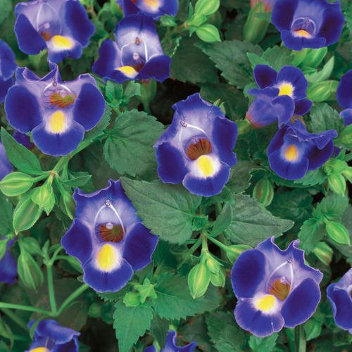 Premium Purple Torenia Kauai Flower seeds for Planting Hardy Variety, Heirloom & GMO Free Seeds for Home Garden seeds