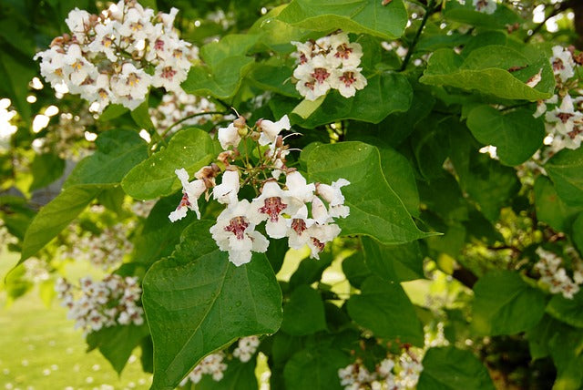 Catalpa Flower seeds for Planting Drought Tolerant, Heirloom & GMO Free Seeds for Home Garden vegetable and garden seeds