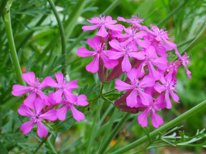 Catchfly Flower seeds for Planting Garden Favorite Heirloom & GMO Free Seeds for Home Garden