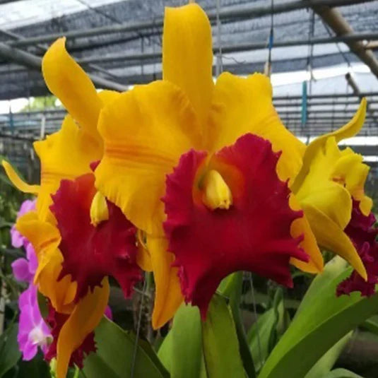 Yellow Red Cattleya Flower seeds for Planting Long Bloom Season, Heirloom & GMO Free Seeds for Home Garden vegetable and garden seeds