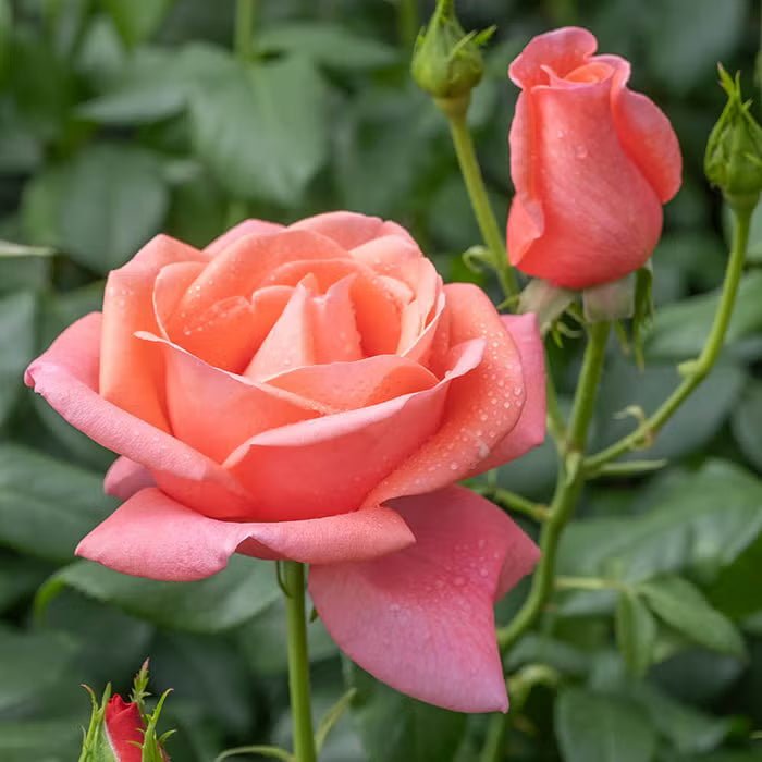 High quality Pink Wales Rose Flower seeds for Planting Premium Quality, Heirloom & GMO Free Seeds for Home Garden seeds pack