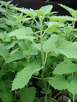 Catmint Catnip plants grown from seeds attracting pollinators