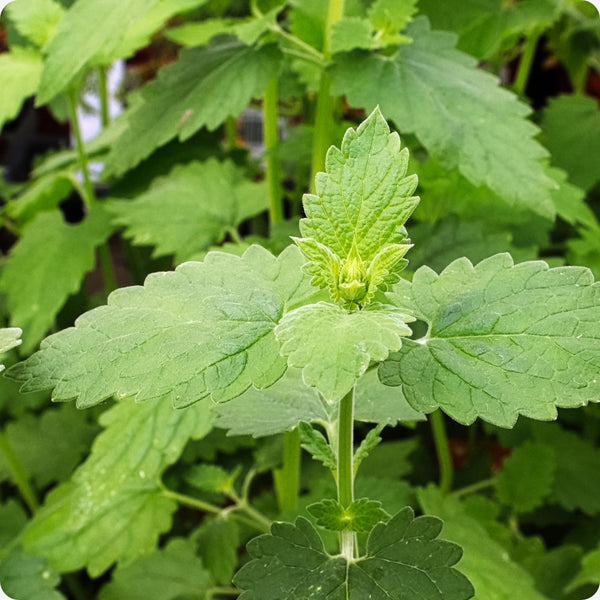 Catnip seeds Nepeta cataria perennial herb with gray-green foliage