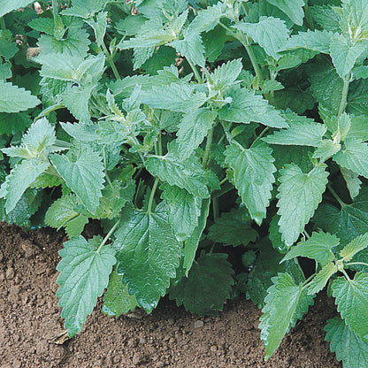 Catnip seeds with complete planting and growing guide