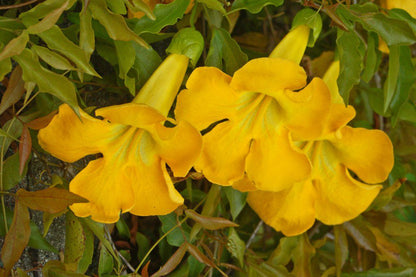 Macfadyena Unguis Flower seeds for Planting Colorful Display Heirloom & GMO Free Seeds for Home Garden