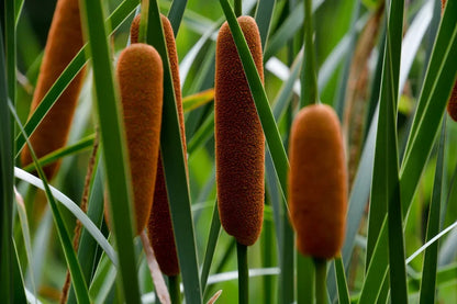 Cattail Flower seeds for Planting Vibrant Colors Heirloom & GMO Free Seeds for Home Garden