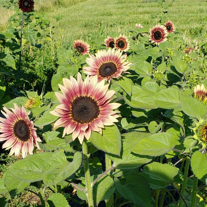 Cherry Rose SunFlower seeds for Planting Perfect for Borders Heirloom & GMO Free Seeds for Home Garden