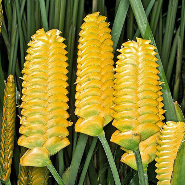 Yellow Calathea Crotalifera Flower seeds for Planting Sun Loving, Heirloom & GMO Free Seeds for Home Garden seeds for planting
