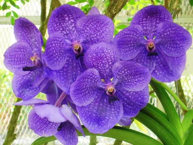 Orchid Flower seeds for Planting Vibrant Colors Heirloom & GMO Free Seeds for Home Garden