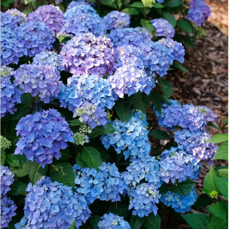 Mixed Hydrangea Flower seeds for Planting - Cottage Garden Essential, Heirloom & GMO Free Seeds for Home Garden