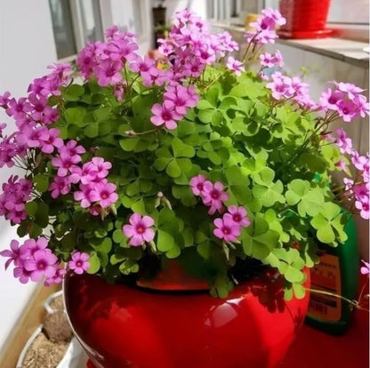 Clover Flower seeds for Planting Pollinator Friendly Heirloom & GMO Free Seeds for Home Garden