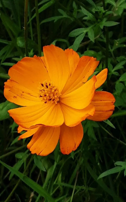 Cosmos Flower seeds for Planting Long Bloom Season Heirloom & GMO Free Seeds for Home Garden