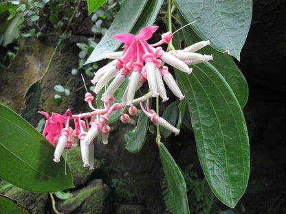 Cavendishia Grandifolia Flower seeds for Planting Bright Blooms Heirloom & GMO Free Seeds for Home Garden