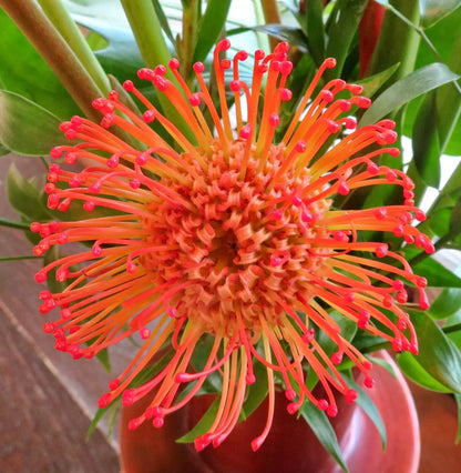Leucospermum Cordifolium Flower seeds for Planting - Shade Tolerant, Heirloom & GMO Free Seeds for Home Garden