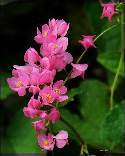 Premium Antigonon Flower seeds for Planting Colorful Display, Heirloom & GMO Free Seeds for Home Garden seeds